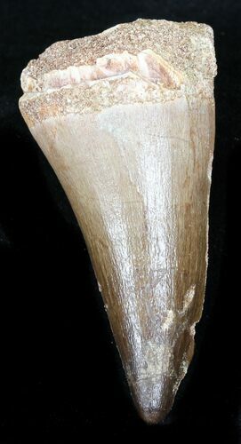 Mosasaur (Prognathodon) Tooth #32215